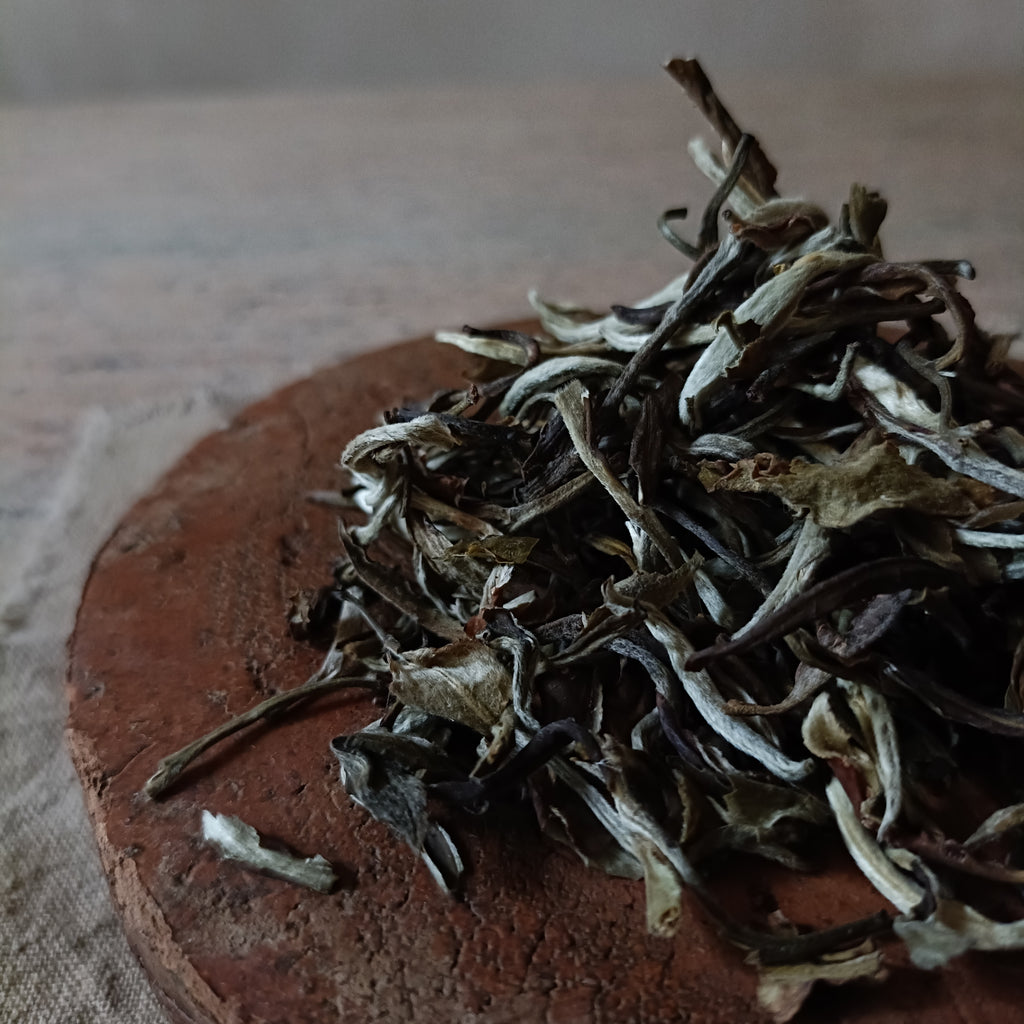 Snow buds- White tea (白茶)